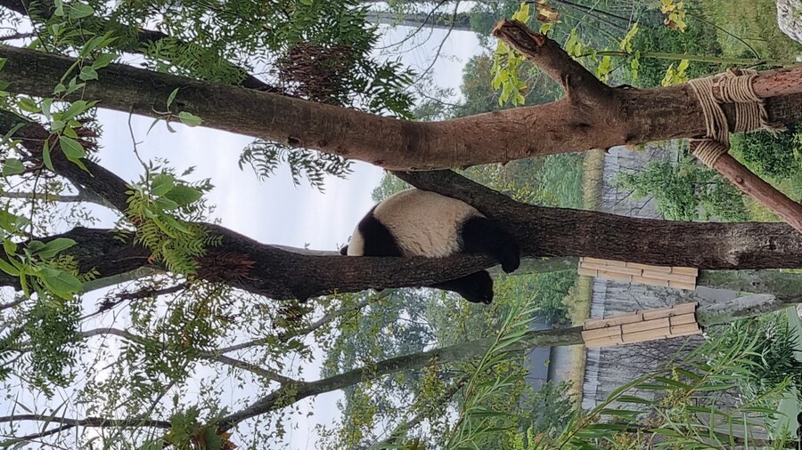 성도(청두)에서 팬더보고 왔습니다._32.jpg