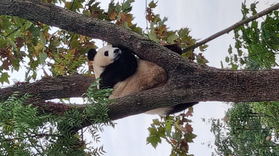 성도(청두)에서 팬더보고 왔습니다._35.jpg