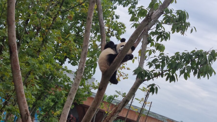 성도(청두)에서 팬더보고 왔습니다._37.jpg
