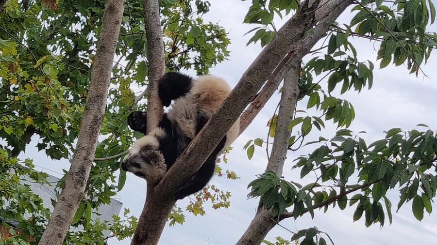 성도(청두)에서 팬더보고 왔습니다._39.jpg
