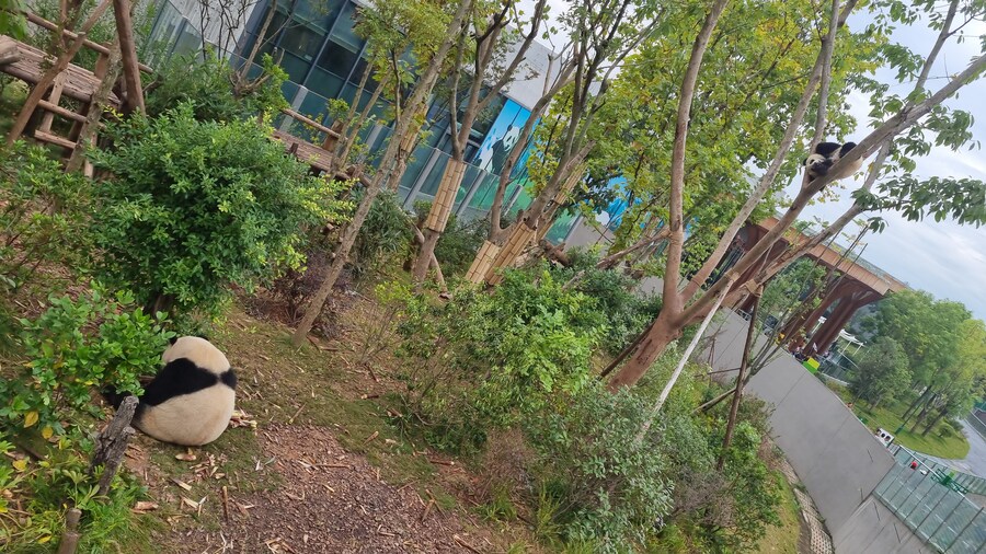 성도(청두)에서 팬더보고 왔습니다._40.jpg