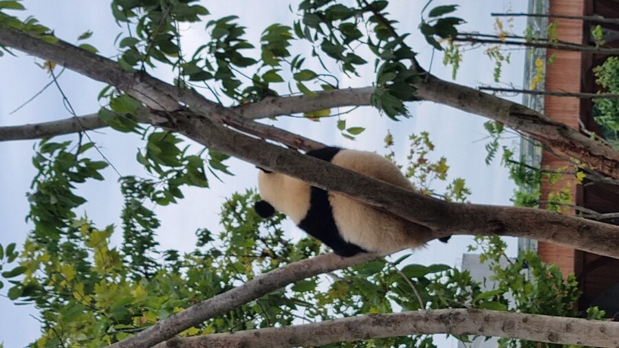 성도(청두)에서 팬더보고 왔습니다._41.jpg