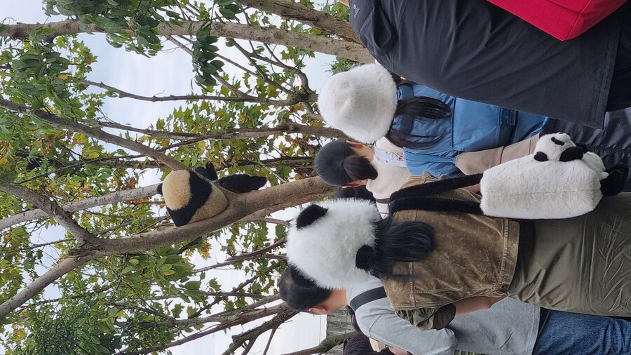 성도(청두)에서 팬더보고 왔습니다._42.jpg