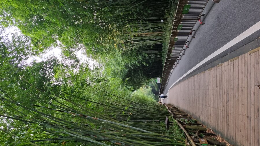 성도(청두)에서 팬더보고 왔습니다._46.jpg