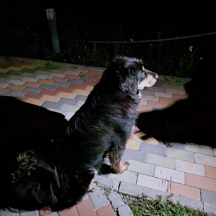 몽골에서 방카르(목양견) 새로 입양하는 방법_6.jpg