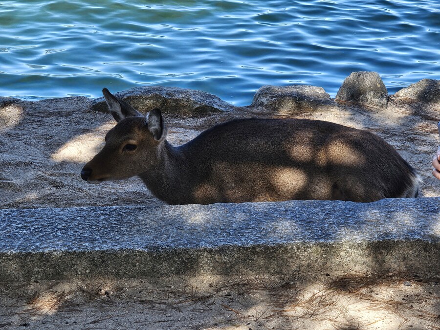만성소화불량자의 8박9일 히로시마 여행 2일차 (미야지마)_18.jpg