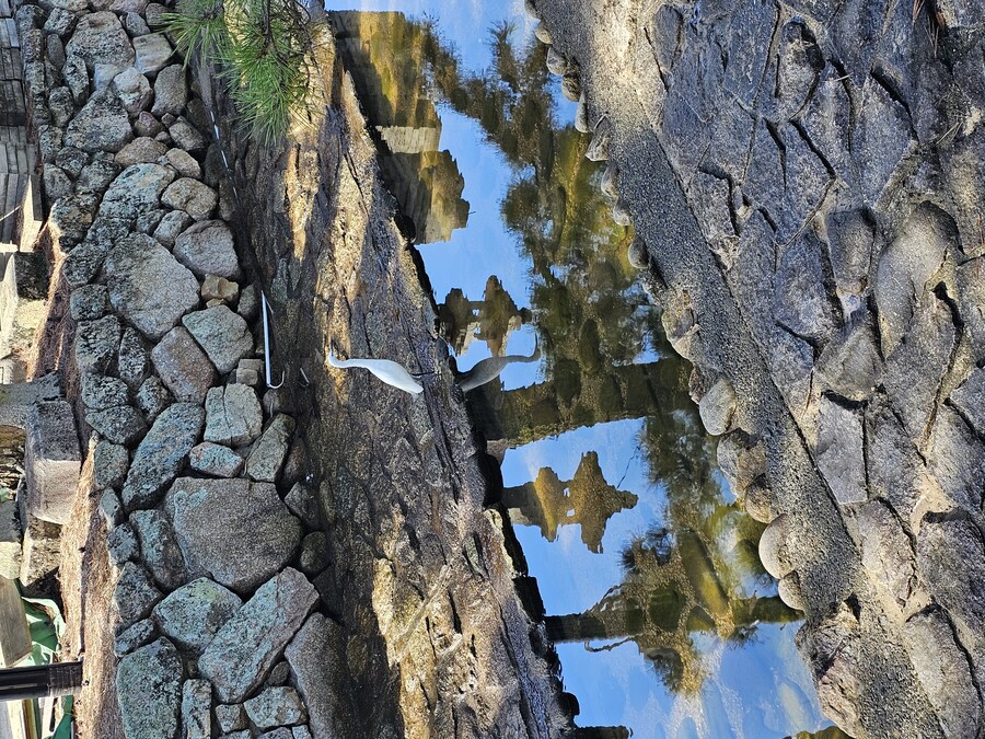 만성소화불량자의 8박9일 히로시마 여행 2일차 (미야지마)_48.jpg