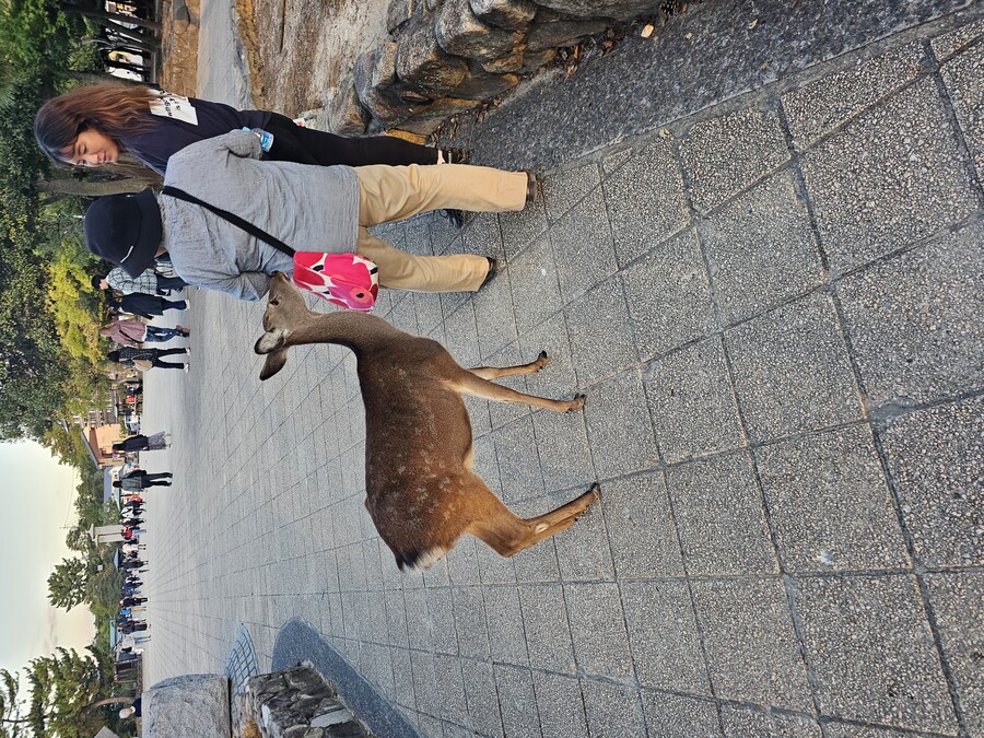 만성소화불량자의 8박9일 히로시마 여행 2일차 (미야지마)_110.jpg