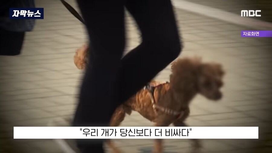 우리집 개가 당신보다 비싸다_1.jpg