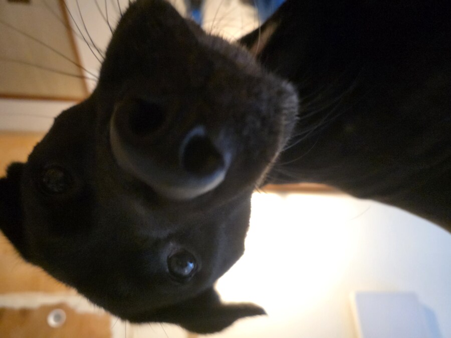 우리집 멍멍이 근황_1.jpg