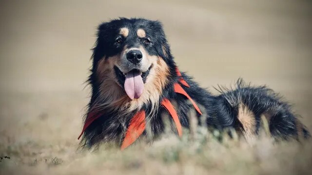 골든댕댕이+ 진돗개+ 보더콜리의 장점만 가진 개_1.png