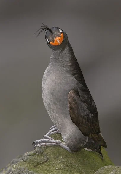 애들 보는거라고 대충 그렸네 ㅋㅋㅋㅋ_3.webp