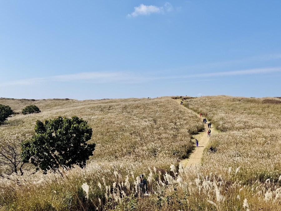 황매산 억새축제_6.jpg