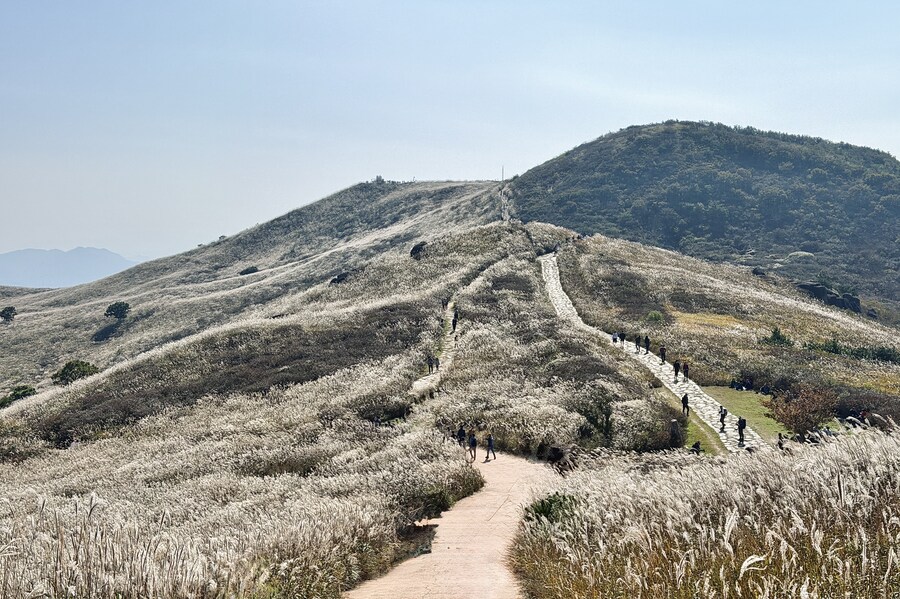 황매산 억새축제_12.jpg