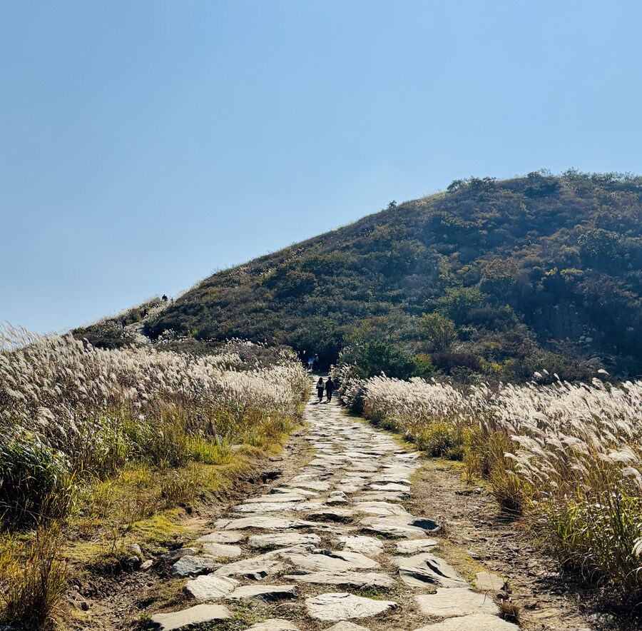 황매산 억새축제_13.jpg