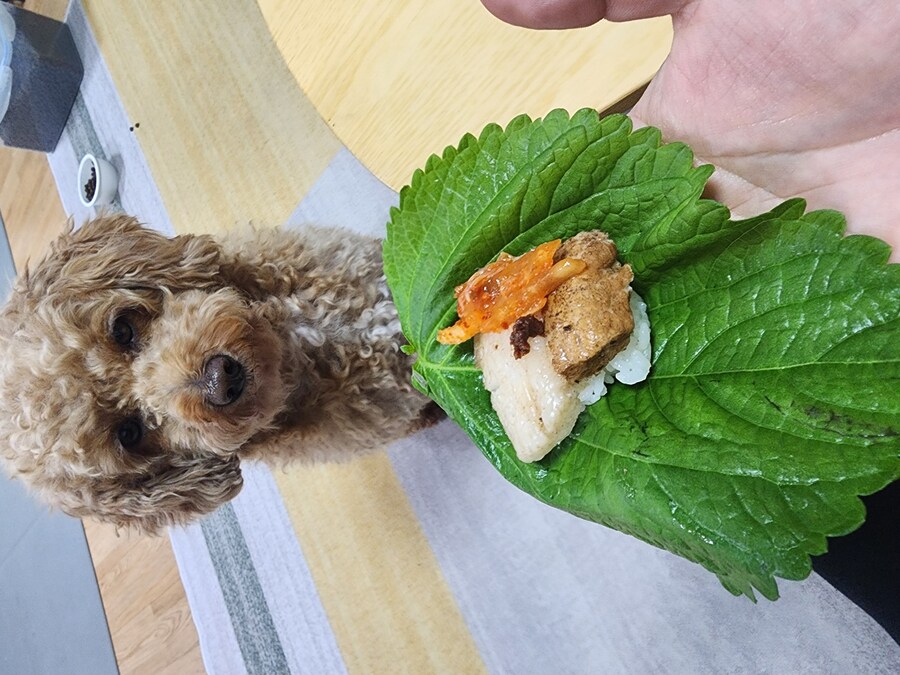 5000원 수육과 자취러 밥상 그리고 개_10.jpg