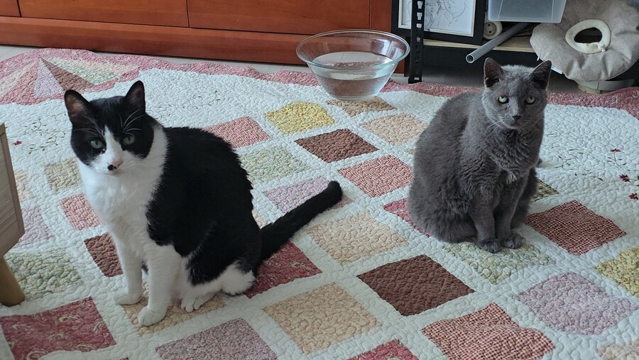 우리집 최고령 할배냥이가 냥이별로 돌아가던날.._8.jpg