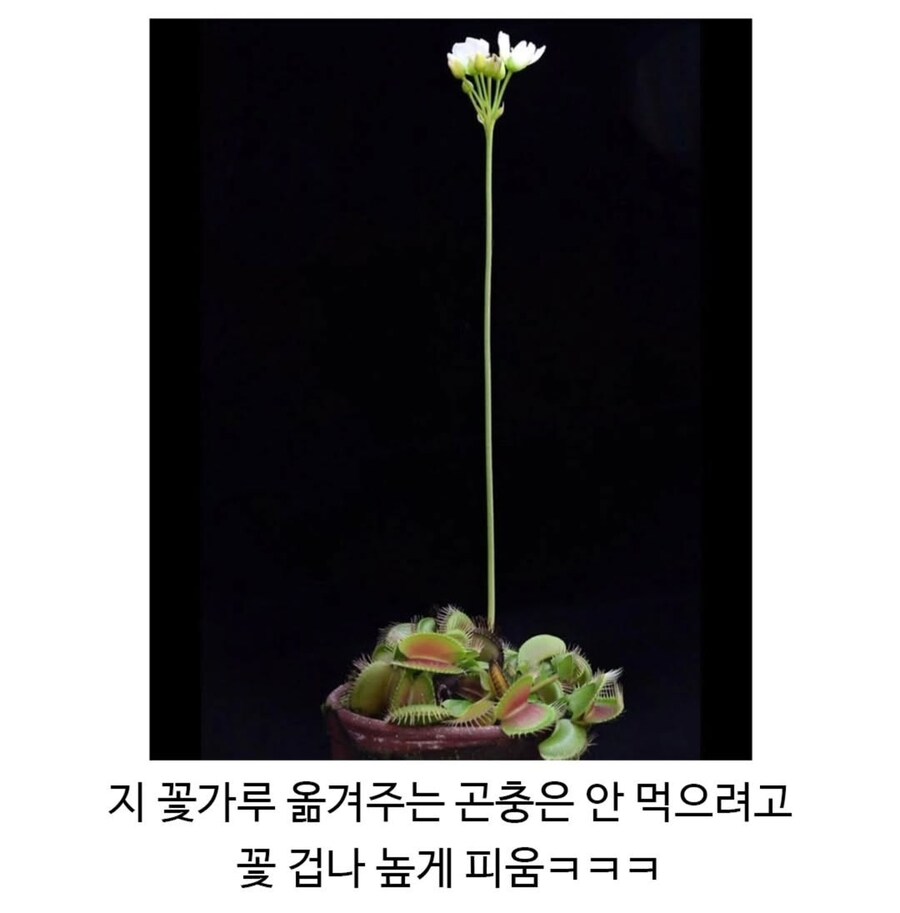 파리지옥 은근 어이없는 점_2.png