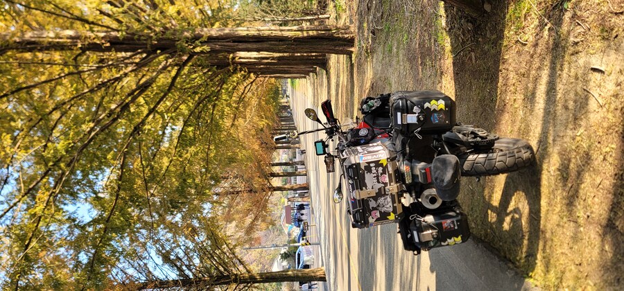 오늘 또 간 진안 메타세콰이어길_2.jpg