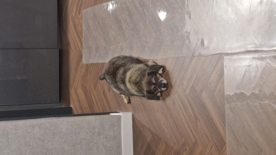 강아지)유튜브에 올려버림_6.jpg