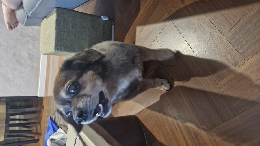 강아지)유튜브에 올려버림_12.jpg