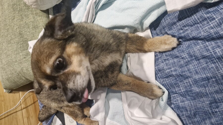 강아지)유튜브에 올려버림_13.jpg