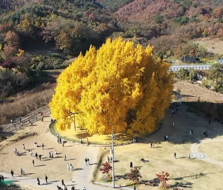 이론상 수명이 없는 나무_1.webp