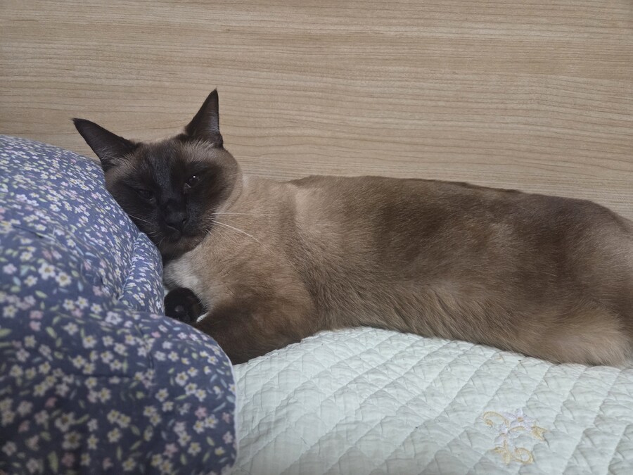 베게 베고 자는 고양이 본 적 있나요?_2.jpg