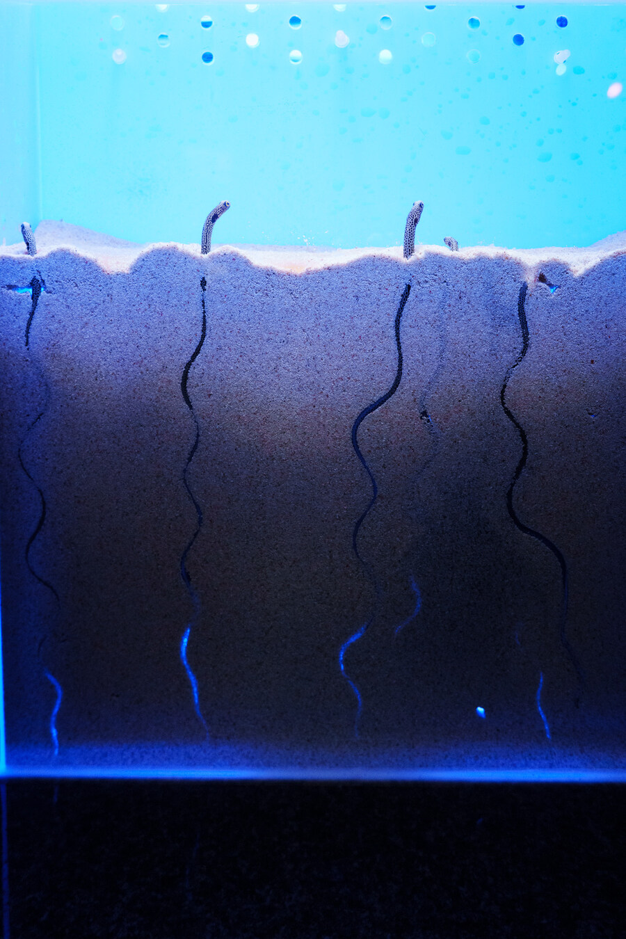 살짝 징그럽 주의) 누마즈 심해수족관_5.jpg