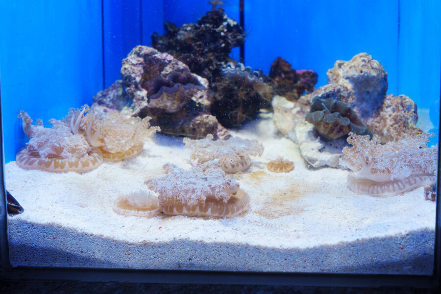 살짝 징그럽 주의) 누마즈 심해수족관_6.jpg