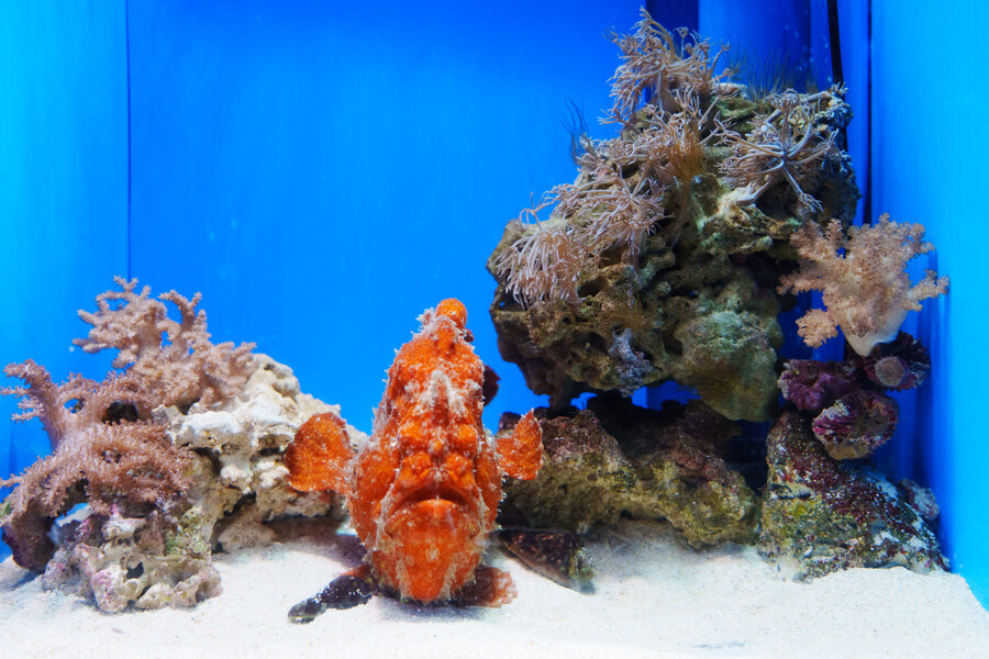 살짝 징그럽 주의) 누마즈 심해수족관_7.jpg