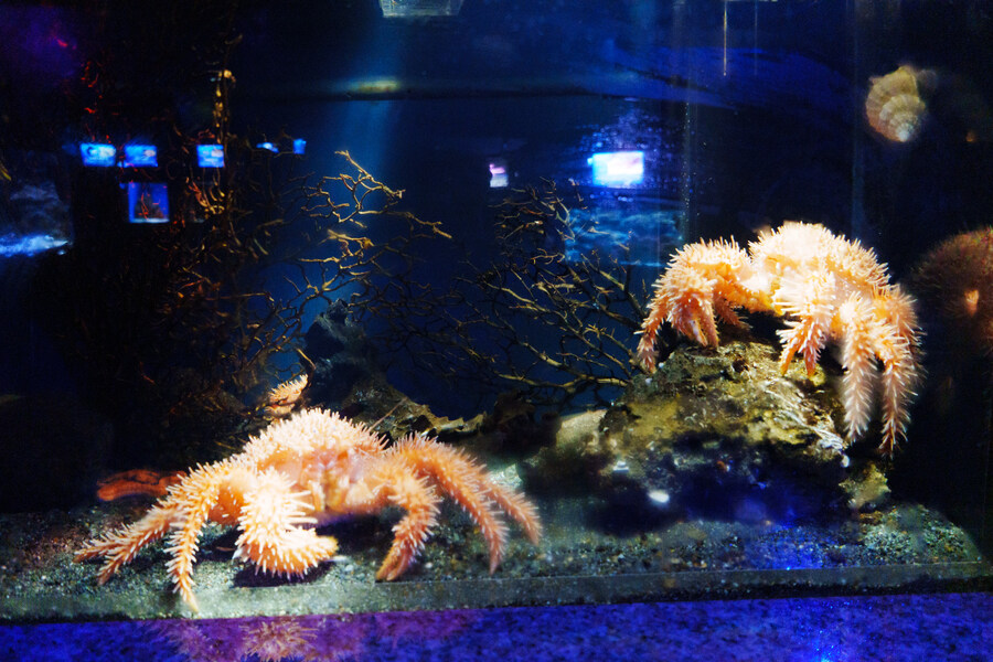 살짝 징그럽 주의) 누마즈 심해수족관_9.jpg