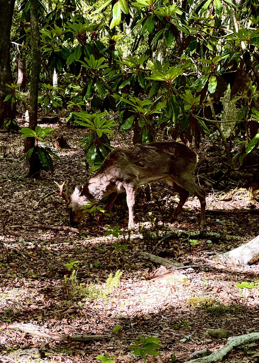숲을 걷다 만난 좀 큰 친구들_2.jpg