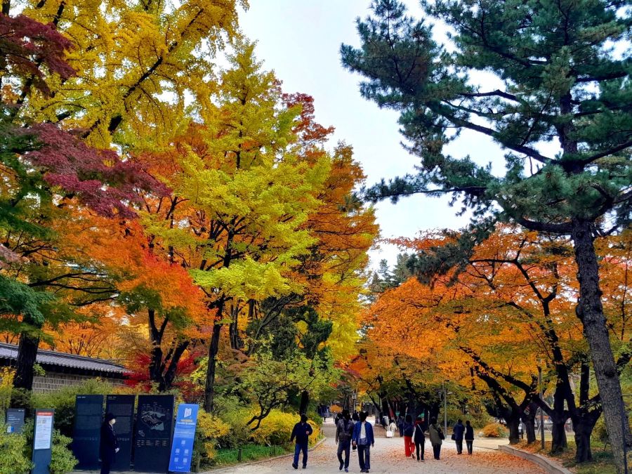 5대 궁궐의 가을 (사진많음)_2.jpg