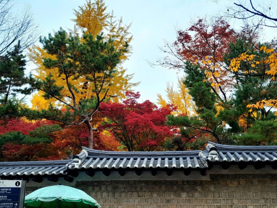 5대 궁궐의 가을 (사진많음)_7.jpg