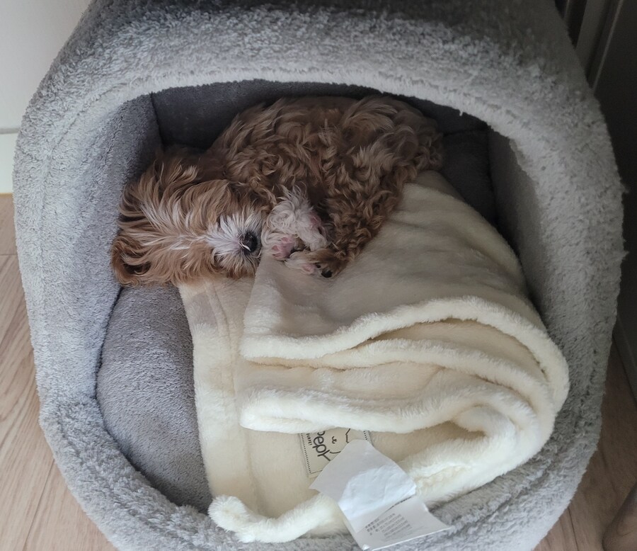 부모님이 새로 입양하신 동생입니다._2.jpg