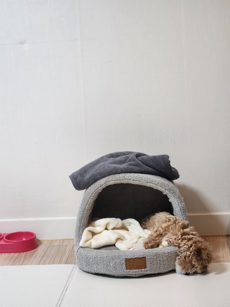 부모님이 새로 입양하신 동생입니다._4.jpg