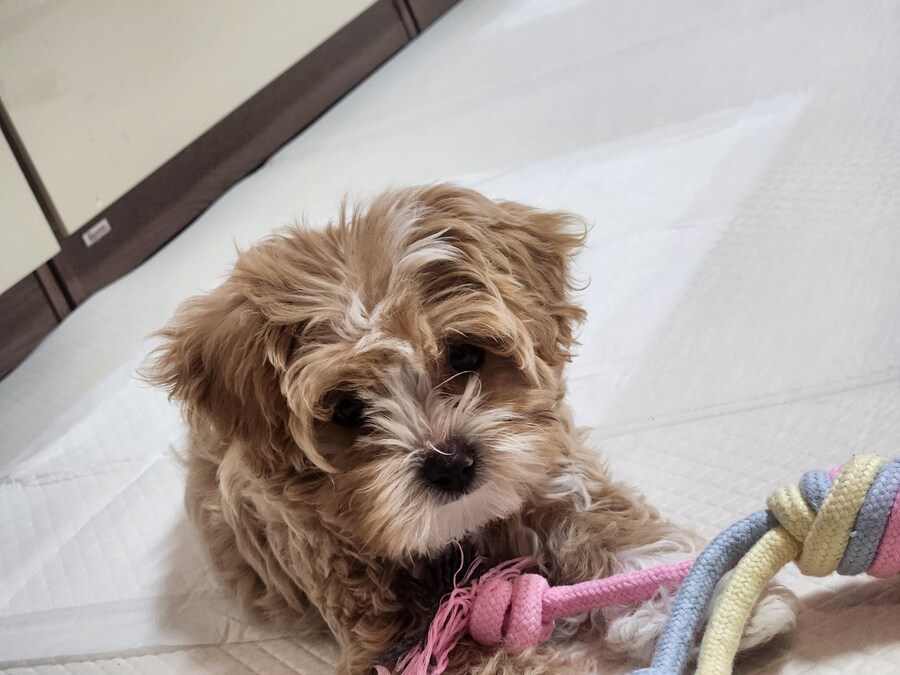 부모님이 새로 입양하신 동생입니다._5.jpg