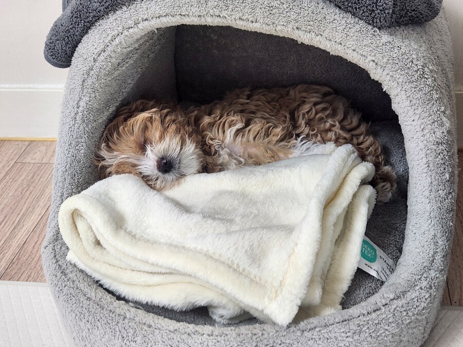 부모님이 새로 입양하신 동생입니다._7.jpg