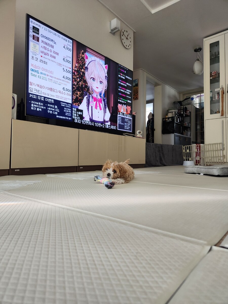 부모님이 새로 입양하신 동생입니다._8.jpg