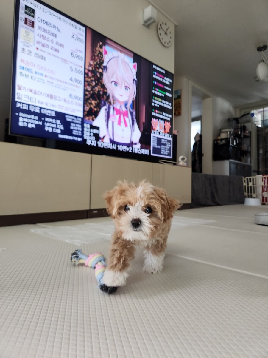 부모님이 새로 입양하신 동생입니다._9.jpg