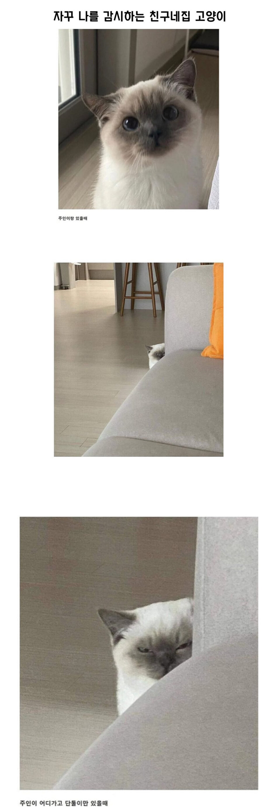 자꾸 나를 감시하는 친구네 집 고양이_1.jpg