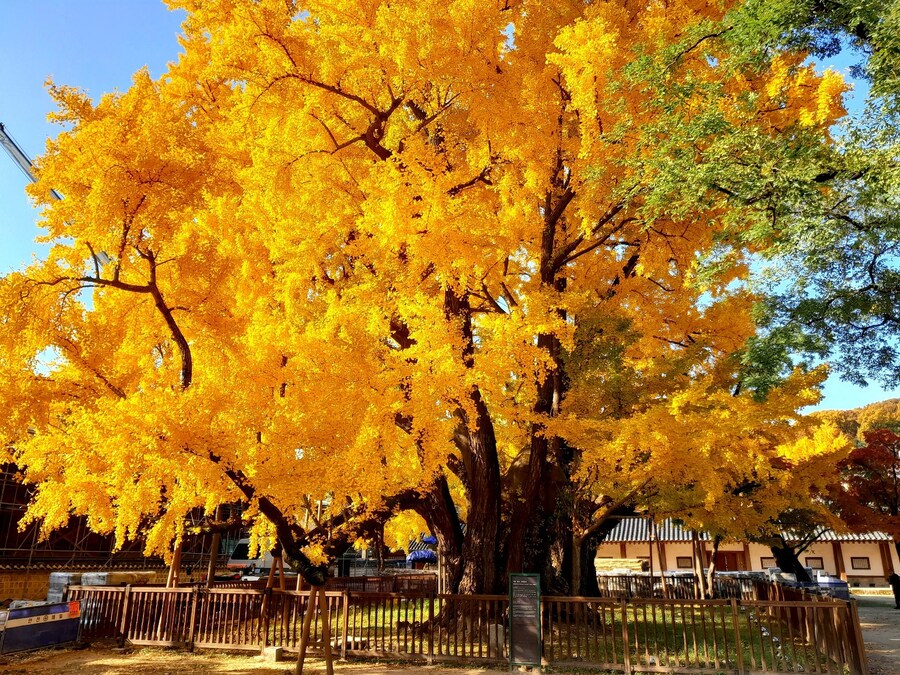 500살 먹은 은행나무_1.jpg