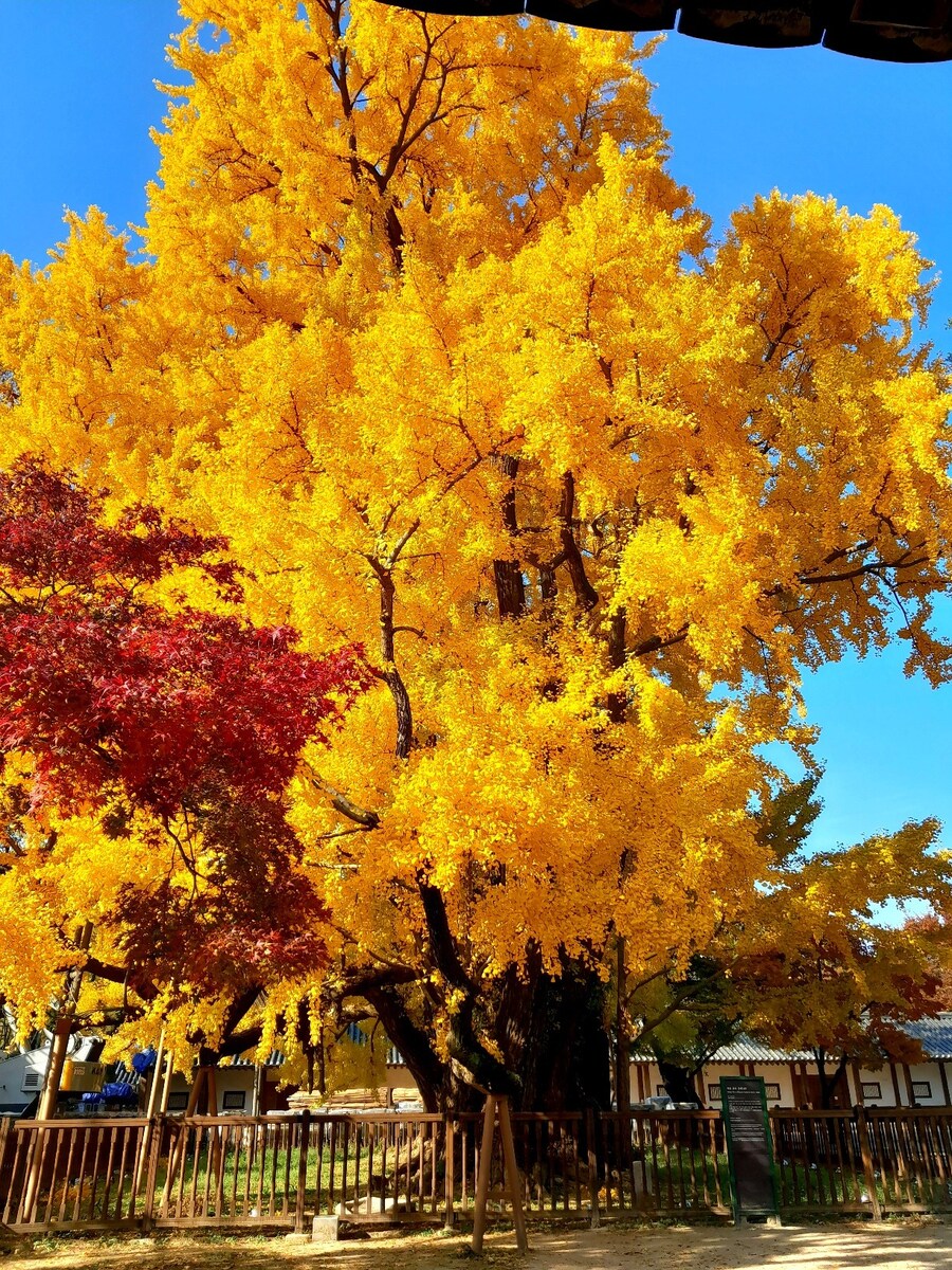 500살 먹은 은행나무_2.jpg