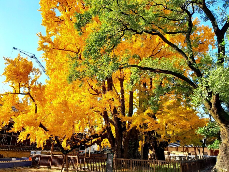 서울에 있는 500살 먹은 은행나무_7.jpg