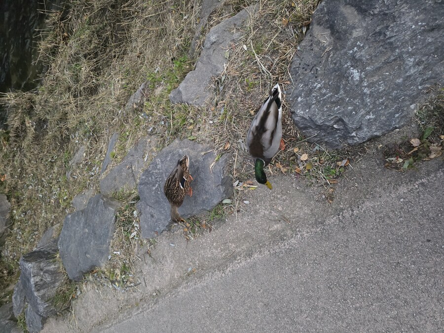 오늘 걷다가 찍은 오리 사진 볼래?_4.jpg