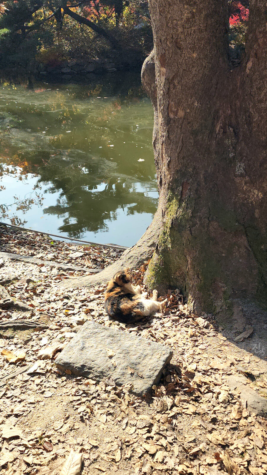 [사진많음] 창경궁, 춘당지 일원 & 가을끝자락_5.jpg