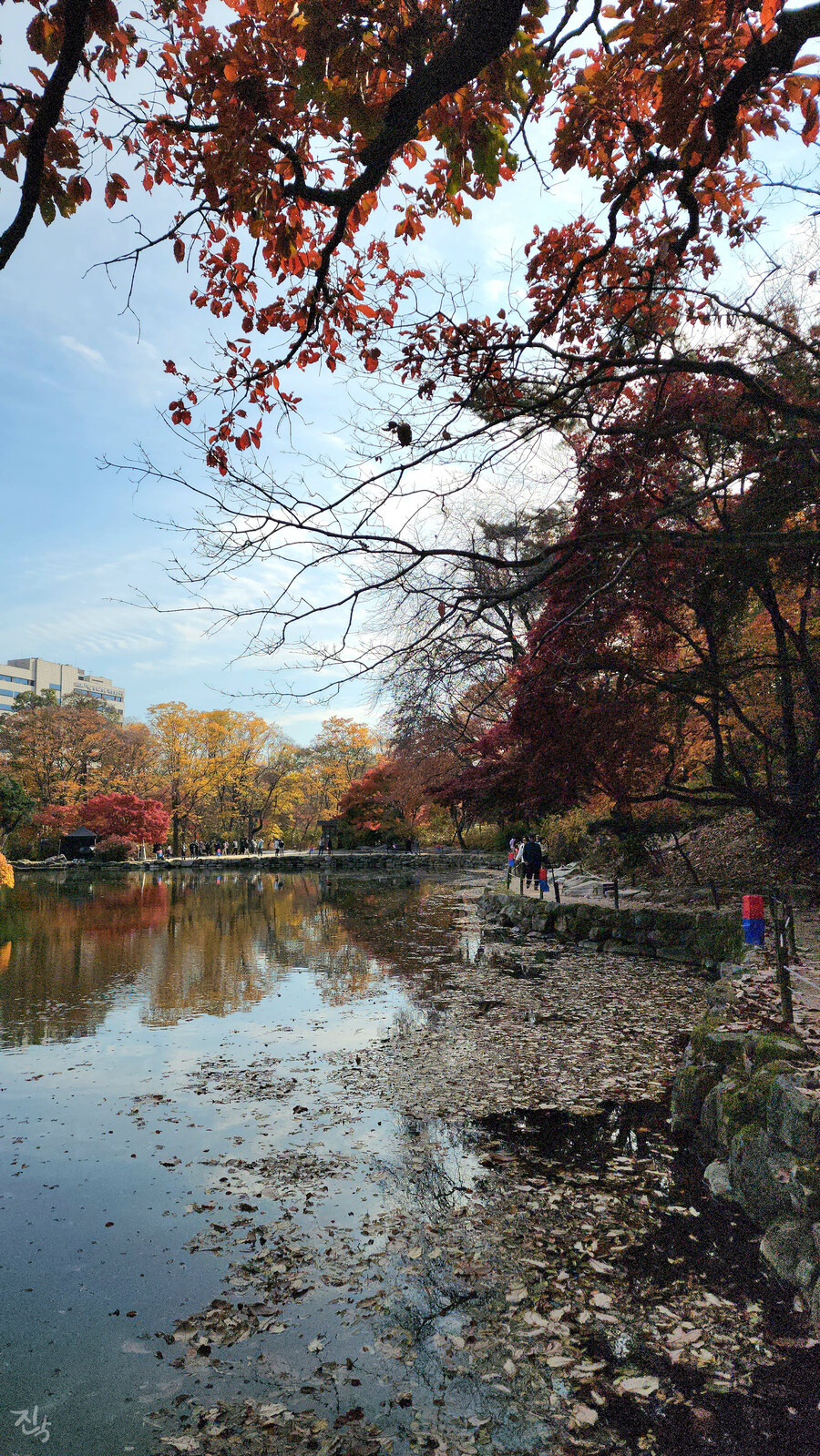 [사진많음] 창경궁, 춘당지 일원 & 가을끝자락_15.jpg