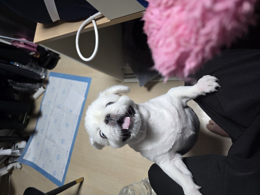 추격전 맛스타 솔플 동선_1.jpg