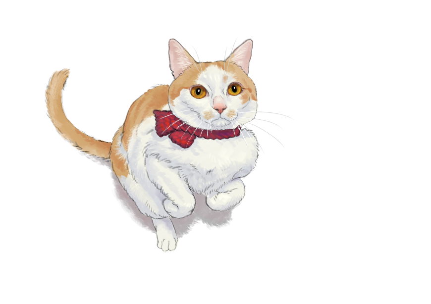 남의집 고양이 보고가이소_1.png